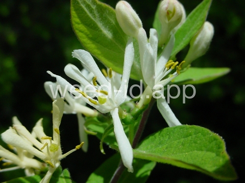 honeysuckle, Tatarian